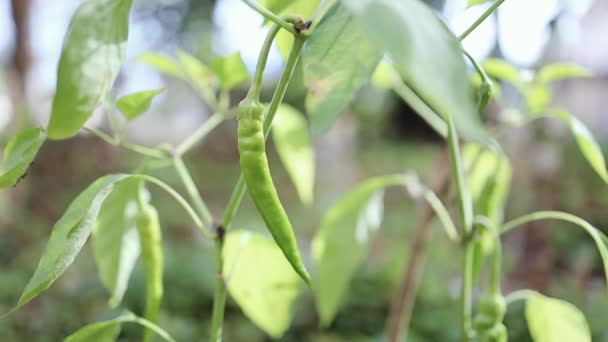 Close up of green pepper vegetables growing on a branch in the greenhouse. — Stock Video