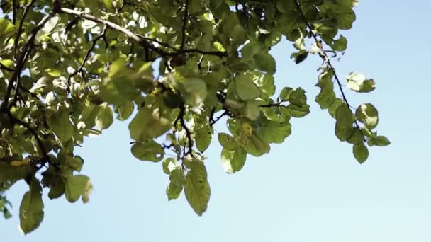 Filialer av äppelträd på blå himmel bakgrund. Blommande äppelträd. Trädgårdsskötsel och jordbruk — Stockvideo