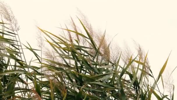 Fond naturel abstrait de plantes douces Cortaderia selloana se déplaçant dans le vent. — Video