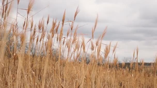 Brown pampas hierba al aire libre moviéndose en el viento con cielo nublado en el fondo de la naturaleza — Vídeos de Stock