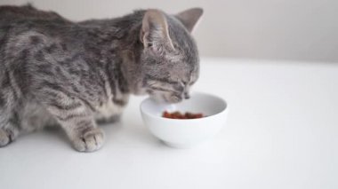 Beyaz kedi kasesinden yemek yiyen sevimli gri kedi. Sevimli evcil hayvan..