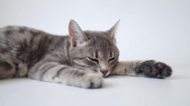 Evdeki beyaz arka planda gevşemiş gri tekir kedi. Üzgün kedi..