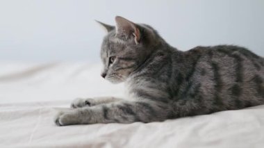 Şirin gri tekir kedi yatakta beyaz bir battaniyede uyuyor. Şirin ev hayvanları.