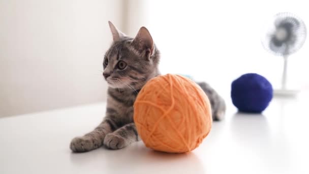 Lindo tabby lindo gatito gato con verde ojos mentir y un bola de hilo en blanco fondo — Vídeo de stock
