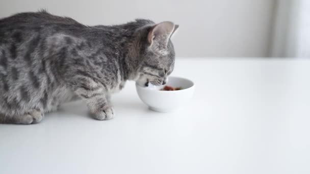 Hermoso gato felino comiendo en un tazón blanco. Lindo animal doméstico. — Vídeos de Stock