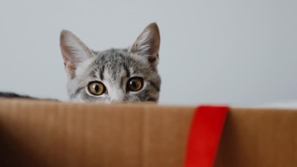 Портрет серого кота с полосками, играющего с красной лентой в картонной коробке — стоковое видео