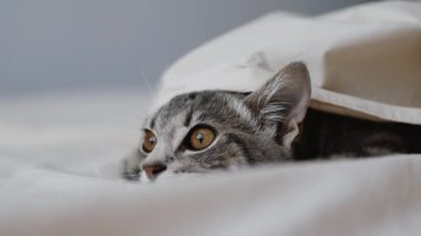 Evcil, rahat, gri kedi yavrusunun portresi. Evdeki bir yatakta, beyaz, sıcak bir battaniyenin altında uyuyor..