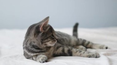 Evcil, rahat, gri kedi yavrusunun portresi evdeki bir yatakta, beyaz, sıcak bir battaniyenin altında uyuyor. Şirin ev hayvanları.
