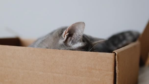 Πορτρέτο του χαλαρή εγχώρια γκρι γάτα με ρίγες που παίζουν σε ένα κουτί από χαρτόνι — Αρχείο Βίντεο