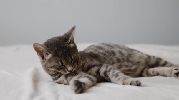 Портрет розслабленого домашнього сірого кошеняти сплять під білою теплою ковдрою на ліжку вдома. Милі смішні домашні домашні тварини — стокове відео