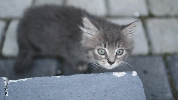 Skremte, grå kattunge med store, grå øyne ligger på bakken, skrumpet inn og var redd for å skjelve av frykt. – stockvideo