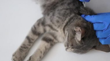 Veteriner, veteriner muayenehanesinde gri kedi yavrusuna iğne yapıyor.