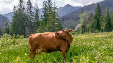 Ukrayna 'nın Karpat Dağları' ndaki yeşil bir tarlada sığır sürüsü.