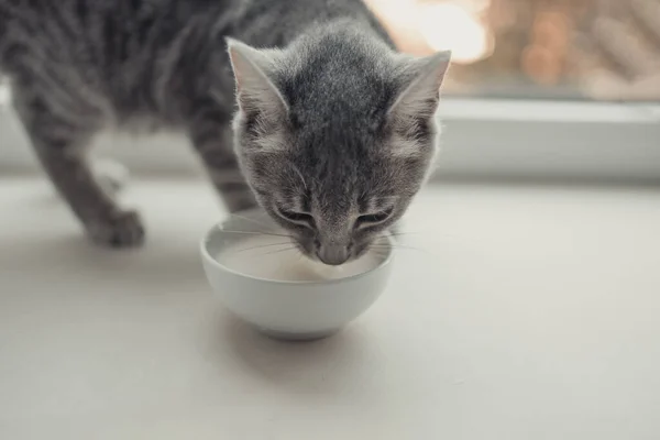 Tabby Gato Comer Conservas Gato Comida Blanco Cerámica Plato Colocado — Foto de Stock