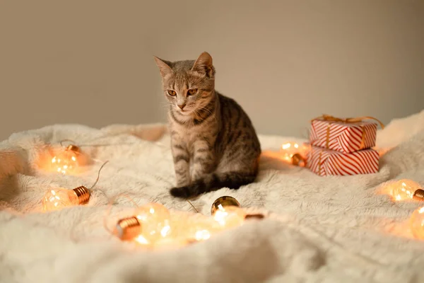 Gato Gris Tabby Con Luces Guirnalda Navidad Jugando Cama Enfoque — Foto de Stock