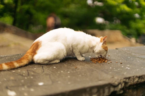 靠近街上的猫 在公园外面吃宠物食品 照顾无家可归的动物 — 图库照片