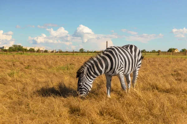 Zebra Spaziert Durch Den Nationalpark Und Isst Auf Einem Feld — Stockfoto