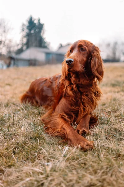 Irländsk Röd Setter Hund Avkopplande Grönt Gräs Bakgrund Utomhus — Stockfoto