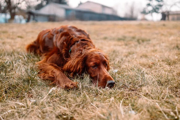 Rlandalı Kırmızı Köpek Dışarıda Yeşil Çimlerin Üzerinde Dinleniyor Uyuyor — Stok fotoğraf