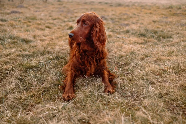Ірландський Собака Листоноша Відпочиває Зеленому Тлі Трави — стокове фото