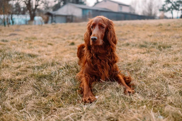 Irlandzki Czerwony Setter Pies Relaks Zielonym Tle Trawy Zewnątrz — Zdjęcie stockowe