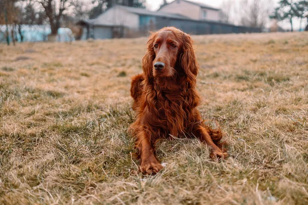 Ірландський пес з червоною сечею, що відпочиває на зеленій траві. — стокове фото