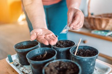 Çiftçilerin elleri siyah plastik kaplara tohum eker. - Yakın çekim. Bahçe sezonu için hazırlık.