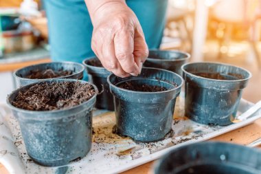 Çiftçilerin elleri siyah plastik kaplara tohum eker. - Yakın çekim. Bahçe sezonu için hazırlık.
