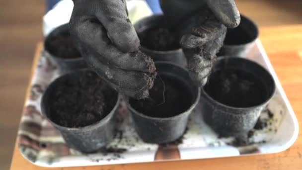 Los agricultores mano en guantes sostiene una olla de plástico con tierra en la mesa de madera en el hogar. Preparación de plántulas para la jardinería — Vídeo de stock