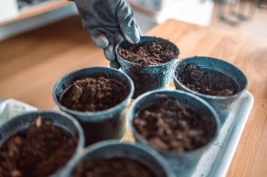 Eldivenli çiftçiler, içinde toprak olan plastik bir tencereyi tutarlar. Bahçe işleri için fideleri hazırlıyorum.