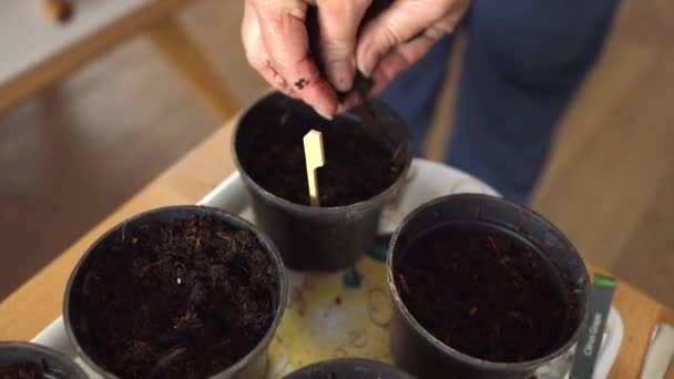 Kvinna hand plantera tomat frön på svarta plactic krukor. Förberedelse för trädgårdssäsongen tidigt på våren — Stockvideo