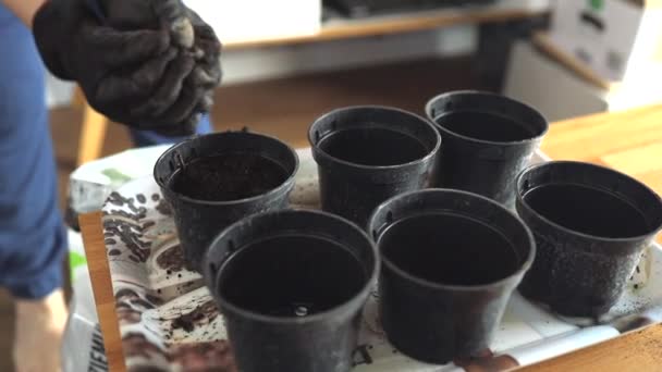 Фермеры женские руки собирают почву в пластиковых горшках для посадки. Женщина, работающая в оранжерее, сеет семена и готовит почву для новых саженцев или стартового растения. Садоводство, саженцы в экологии — стоковое видео