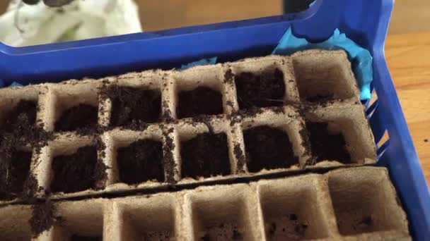 Boeren hand in hand handschoenen houdt een plastic pot met aarde. Zaailingen klaarmaken voor het tuinieren — Stockvideo