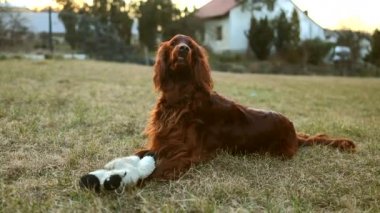 Aktif, gülümseyen ve mutlu İrlandalı kırmızı sosisli çimen parkında güneşli yaz gününde, açık havada, yatay