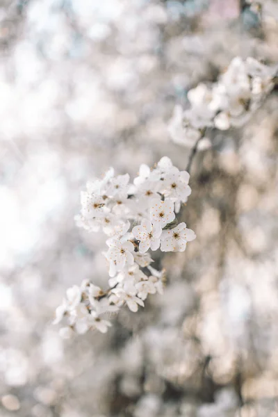 Tavasszal virágzó fehér cseresznyevirág közelsége a kertben a kék égbolttal szemben. — Stock Fotó