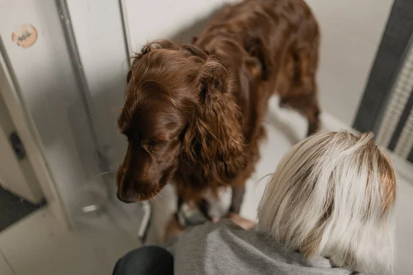 Zwemmen van schattige kleine Ierse Setter hond in een douche op keramische tegels. — Stockfoto