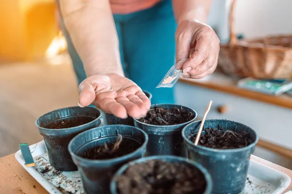Çiftçilerin elleri siyah plastik kaplara tohum eker. - Yakın çekim. Bahçe sezonu için hazırlık.