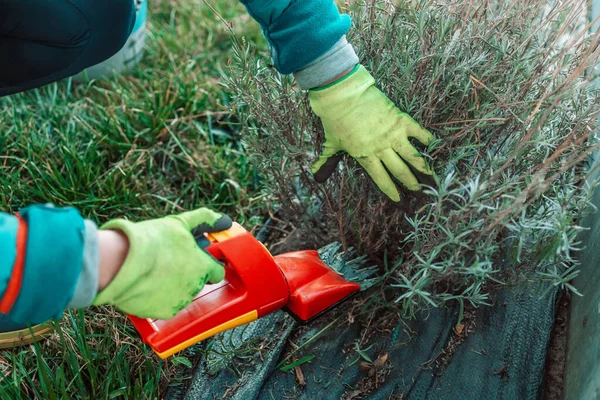 Working in the garden.Trimming overgrown dry lavender bush by red electric hedge clippers at spring garden — Stock Photo, Image