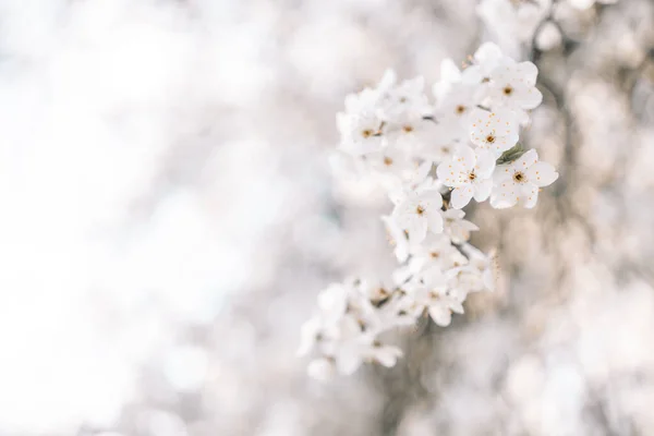 Egy Tavasszal Virágzó Fehér Almavirág Közelsége Kertben Kék Égbolttal Szemben — Stock Fotó