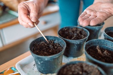 Çiftçilerin elleri siyah plastik kaplara tohum eker. - Yakın çekim. Bahçe sezonu için hazırlık.
