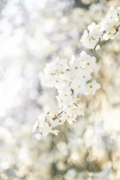 Close-up of a white cherry blossom blooming in spring in a garden against a blue sky. — Photo