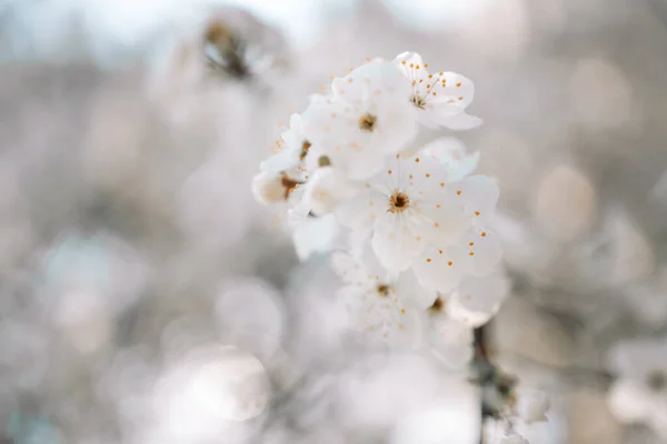 Tavasszal virágzó fehér cseresznyevirág közelsége a kertben a kék égbolttal szemben. — Stock Fotó