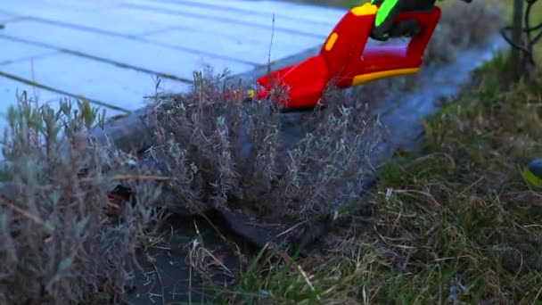 Arbeiten im Garten: Beschneiden des trockenen Lavendelstrauches durch rote elektrische Heckenschere im Frühlingsgarten — Stockvideo