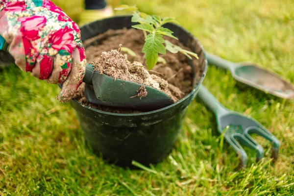 Farmer planting tomatoes seedling in organic garden. Planting seedlings in the ground. Young sprouts with soil on a seedling. — Foto de Stock