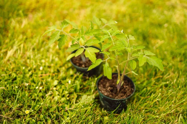 Young plant of tomatoes. Tomato seedlings in a pot. Gardening. Growing tomatoes — Photo