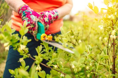 Pruning of ornamental bush trees at home in morning