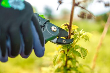 Bir adam ahududu budama makinesiyle keser. Seçici odaklanma. - İnsanlar. Yüksek kalite fotoğraf