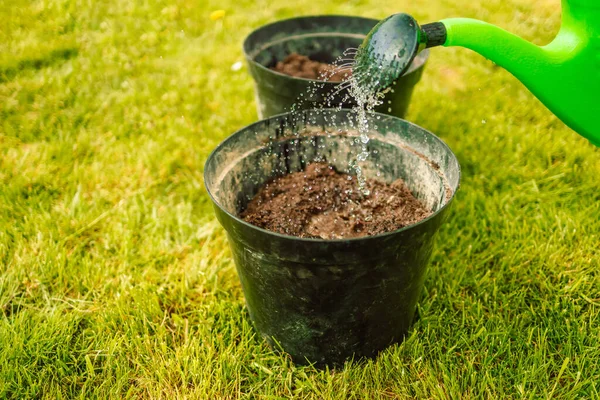 Gardening, Farming and agriculture concept. Watering seedling tomato plant in greenhouse garden. — Photo