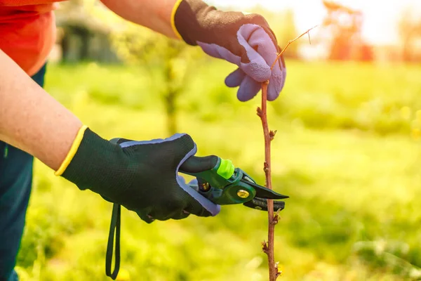 Bir adam ahududu budama makinesiyle keser. Seçici odaklanma. - İnsanlar. Yüksek kalite fotoğraf