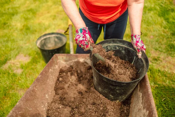 Çiftçiler domates tohumu ekiyor. Elinde domates tohumu var. Genç domates fidanlarıyla el ele tutuşmak..